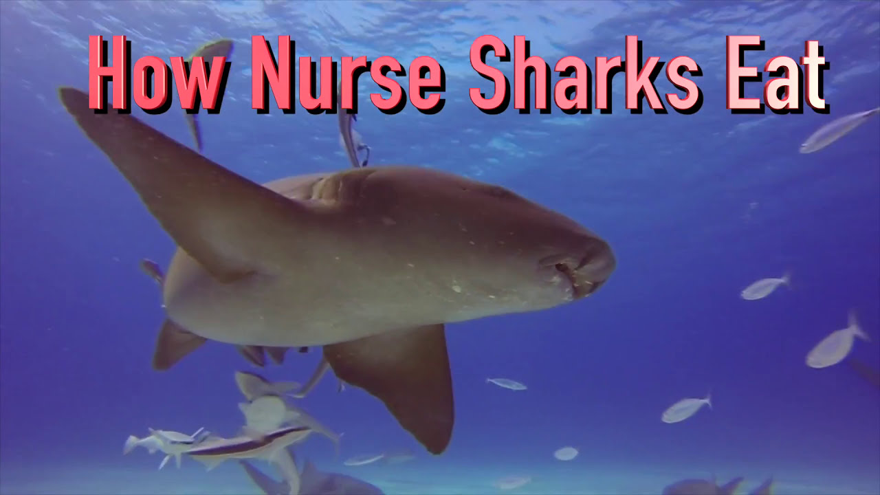 How Nurse Sharks Eat
