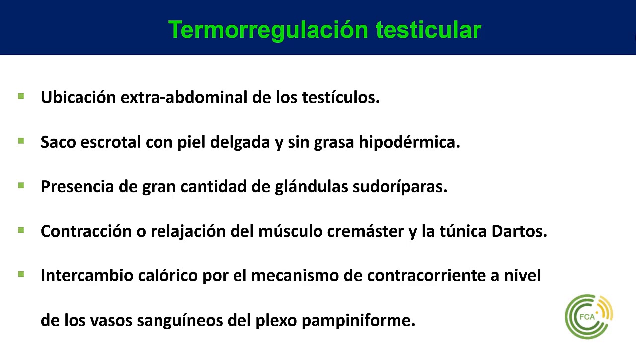 Termorregulaci&oacute;n testicular
