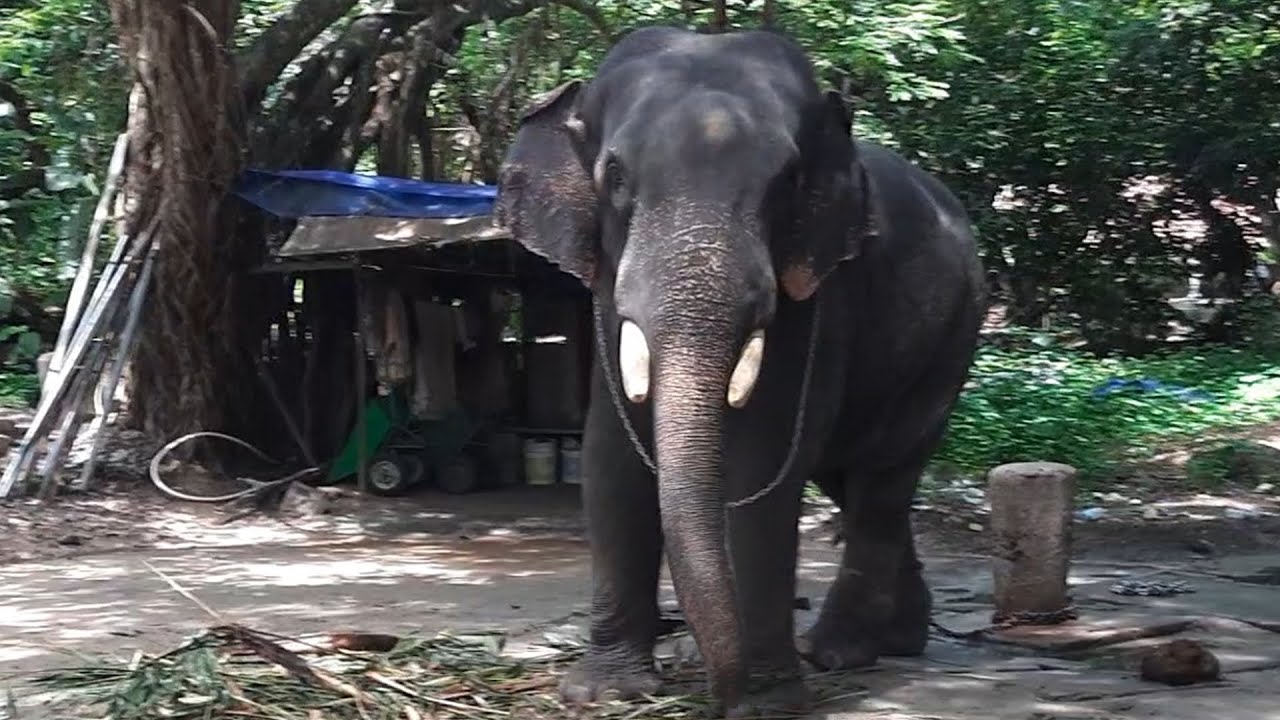 Elephant sanctuary, Guruvayur. Savdhaan India! A new of Elephant video is here!