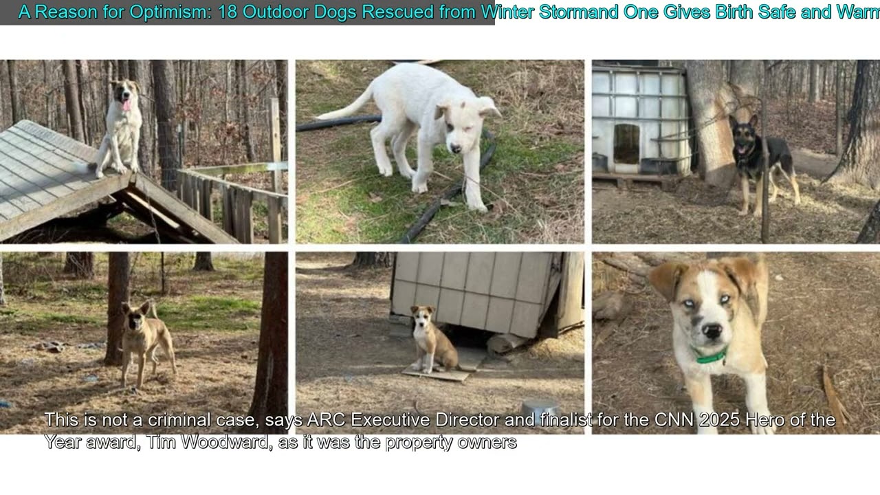 A Reason for Optimism: 18 Outdoor Dogs Rescued from Winter Stormand One Gives Birth Safe a