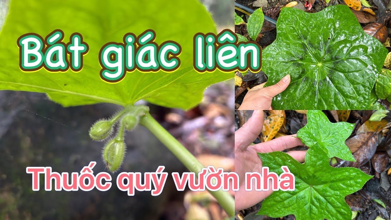 Cây thuốc quý nên trồng gần nhà phòng rắn độc và nhiều công dụng tốt 