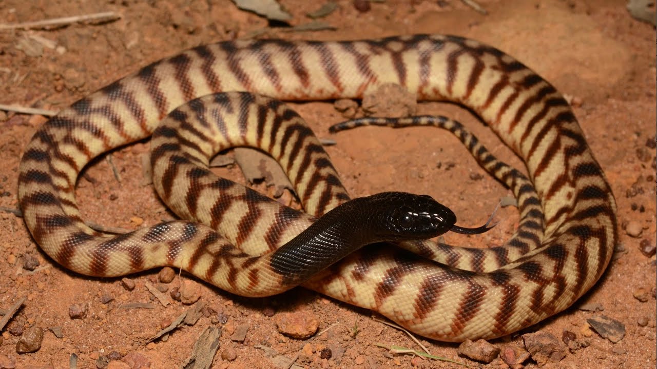 The Most Insane Reptiles in Australia!