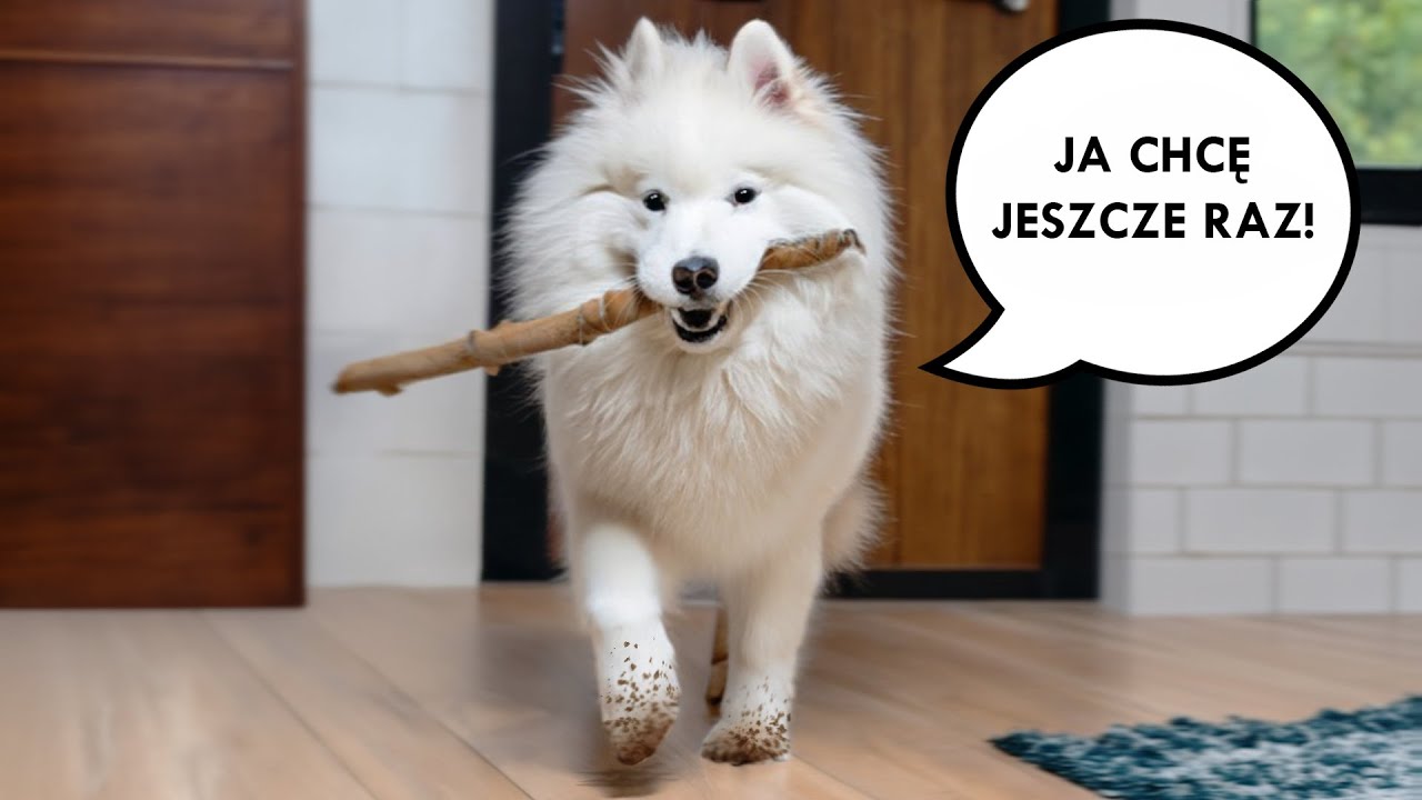 Co m&oacute;wią PSY: PO SPACERZE