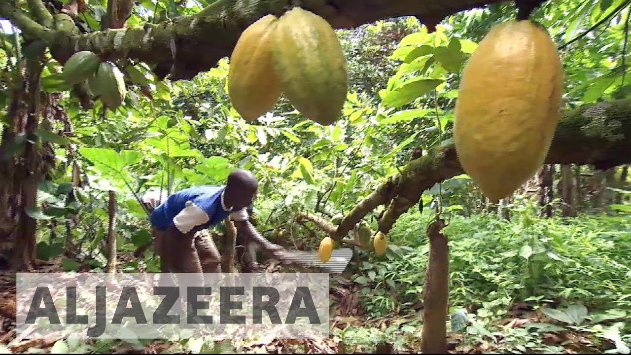 How cocoa helps Nigerian farmers trade out of poverty
