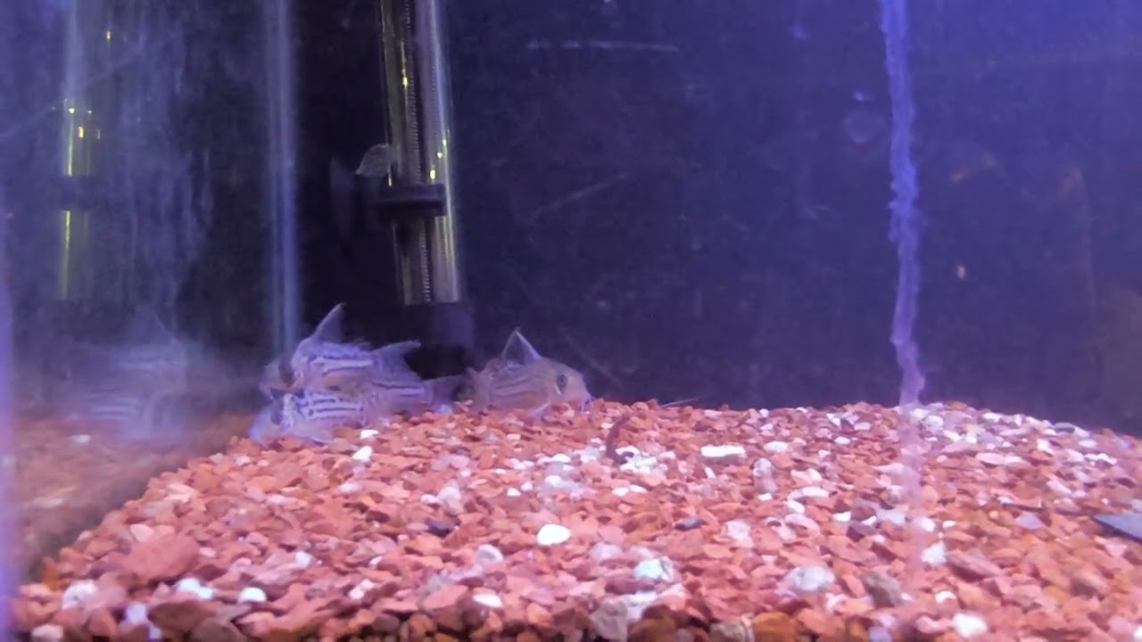 Reerguendo meu comunitário de 110L