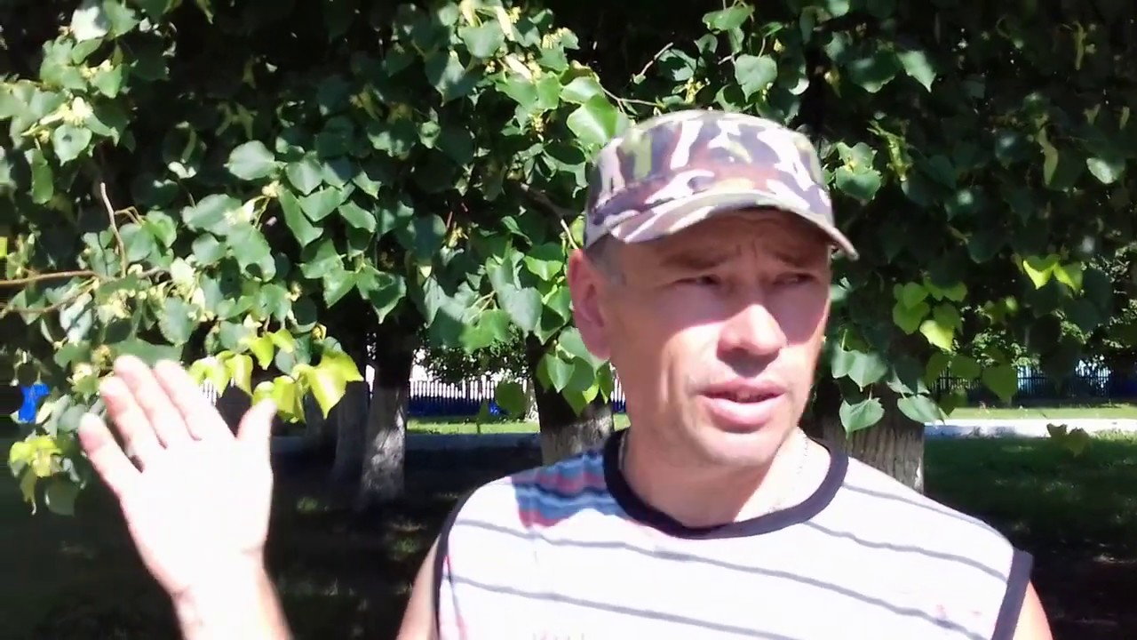 Медоносные растения цветущие во время основного взятка в Липецкой области.