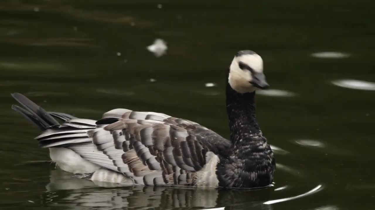 The Barnacle Goose: Close Up HD Footage (Branta leucopsis) #ukbirding #birdwatching #UKBirdingLife