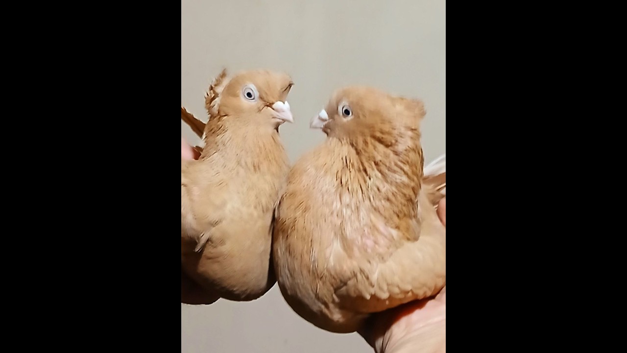 Желтые андижанские