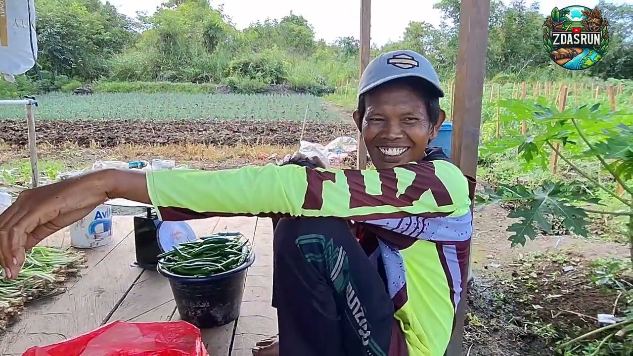 ALHAMDULILAH PANEN PERDANA MAS MUSLIMCABE BESAR  11 KILO 