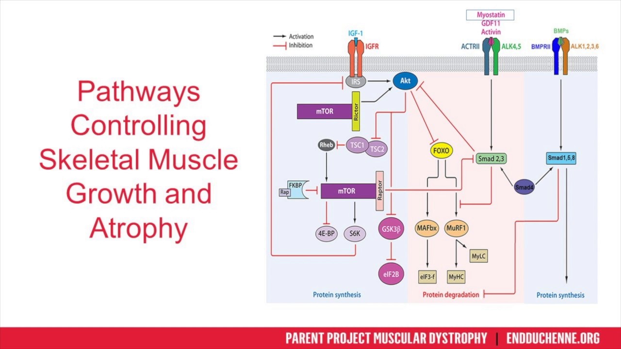 [Webinar] Is Myostatin Still a Potential Therapeutic Target? - October 2018