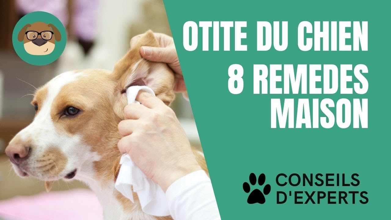 8 remèdes maison pour soigner l’otite de mon chien !