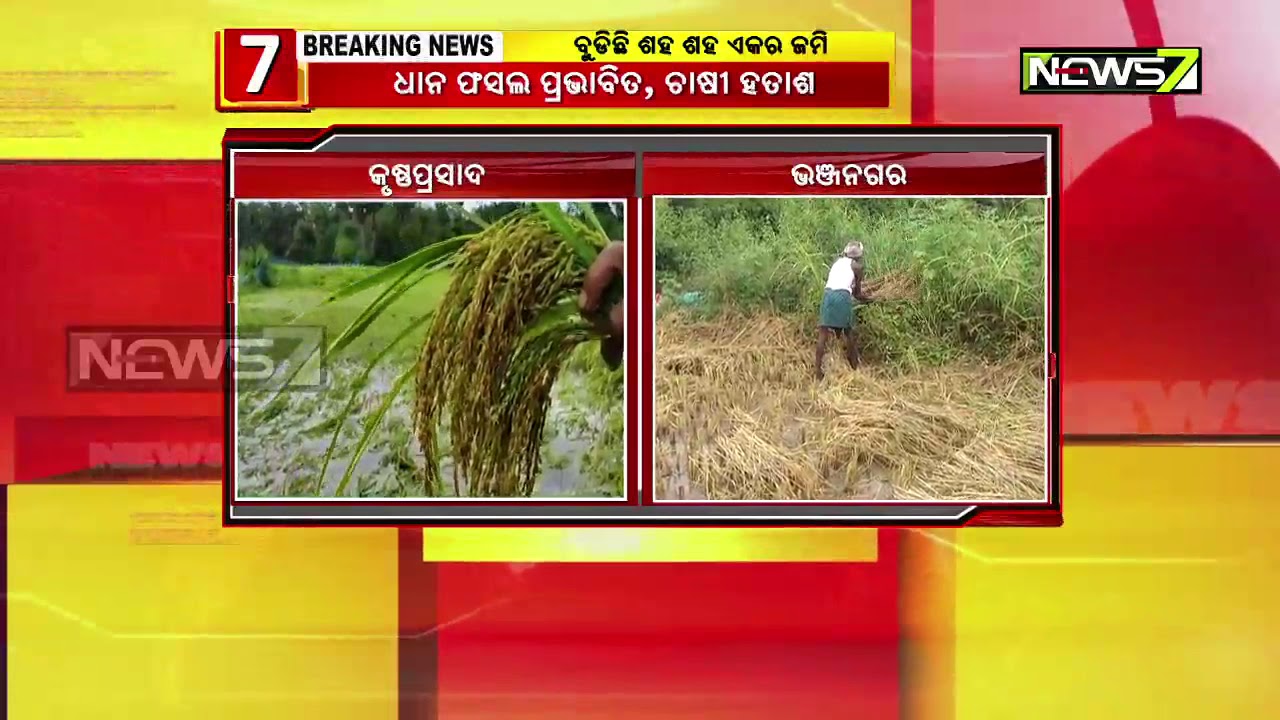 Heavy Rainfall Affects Normal Life Of People In Krushnaprasad Block, Puri...Crops Damaged