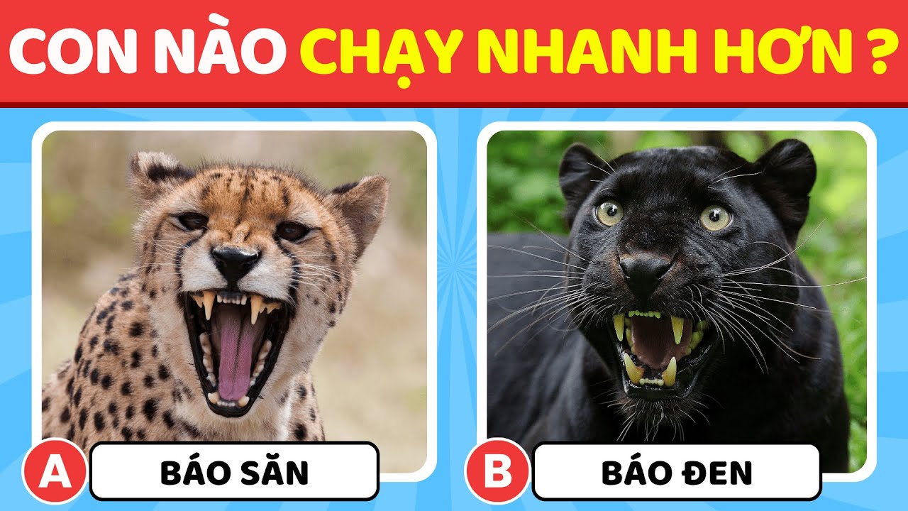 Thử Thách Kiến Thức về Động Vật 🐊🦁🦉 | Bạn Hiểu Biết về Động Vật Tốt Đến Mức Nào? | BuBo Quiz