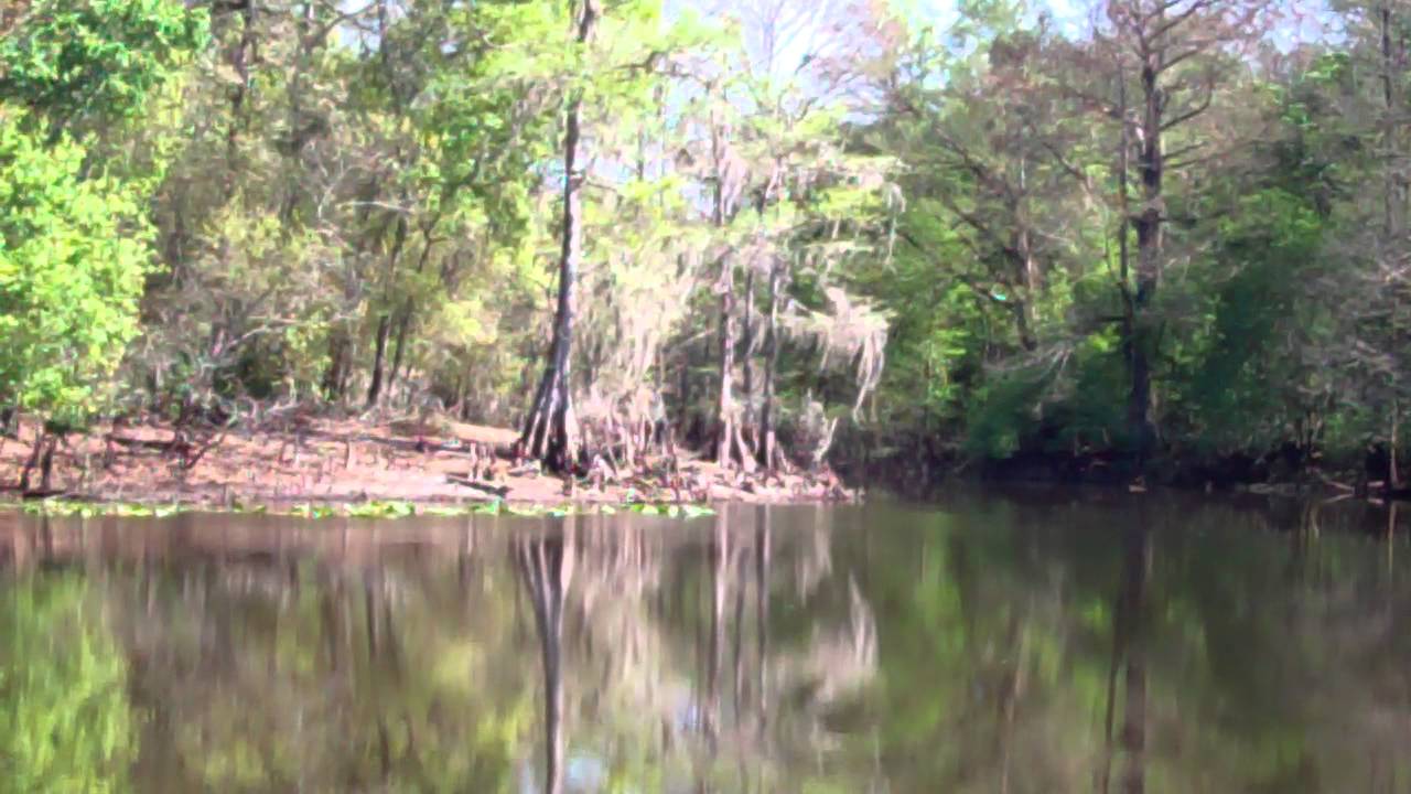 Gator and Water Snake on Withlacoochee River