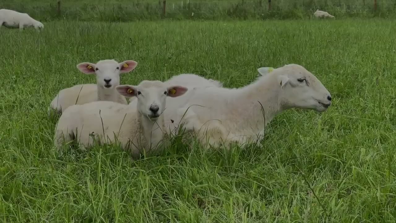 EasyCare Sheep Ireland events 2025