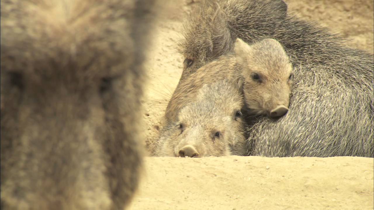Chacoan Peccary Babies Get Frisky at the San Diego Zoo