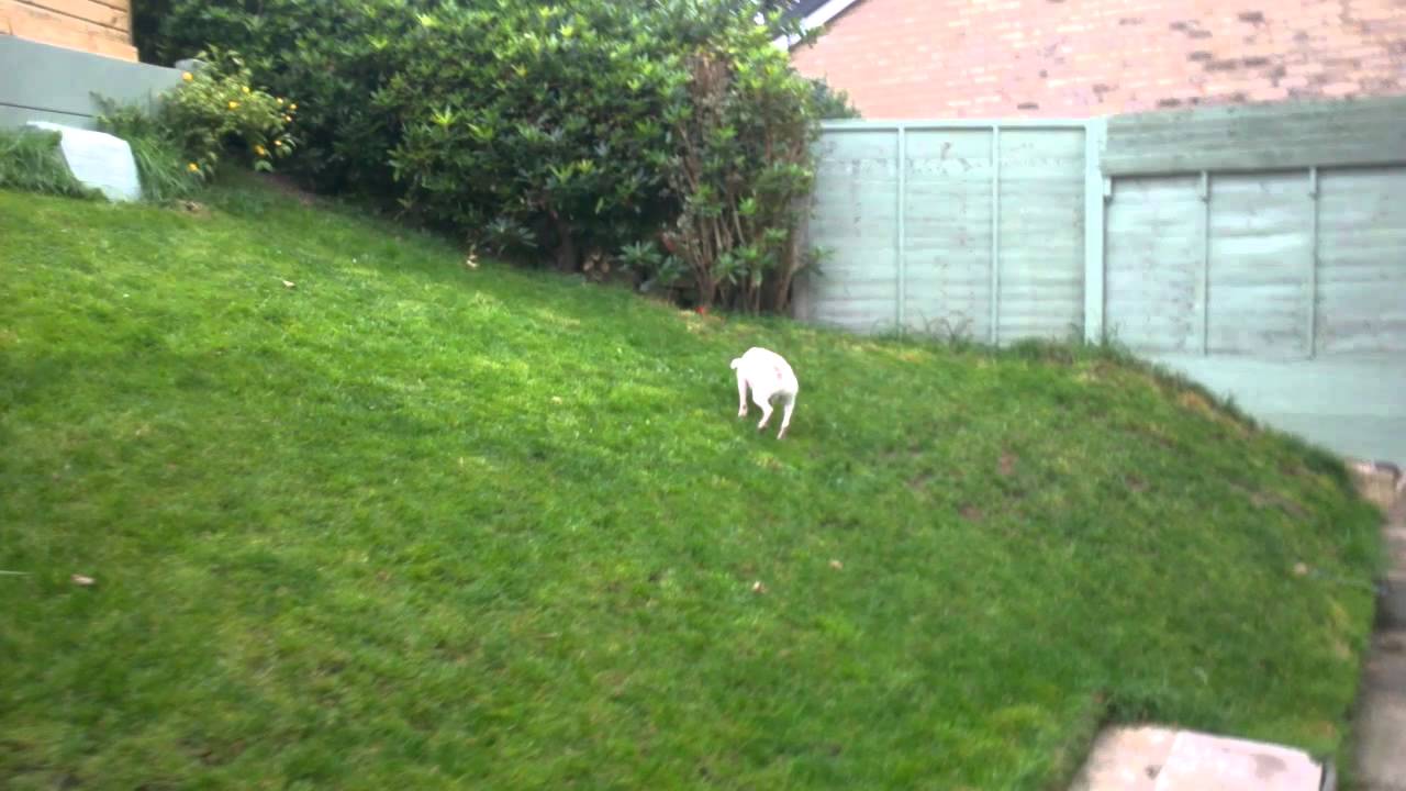 Funny Dog Stone Throwing