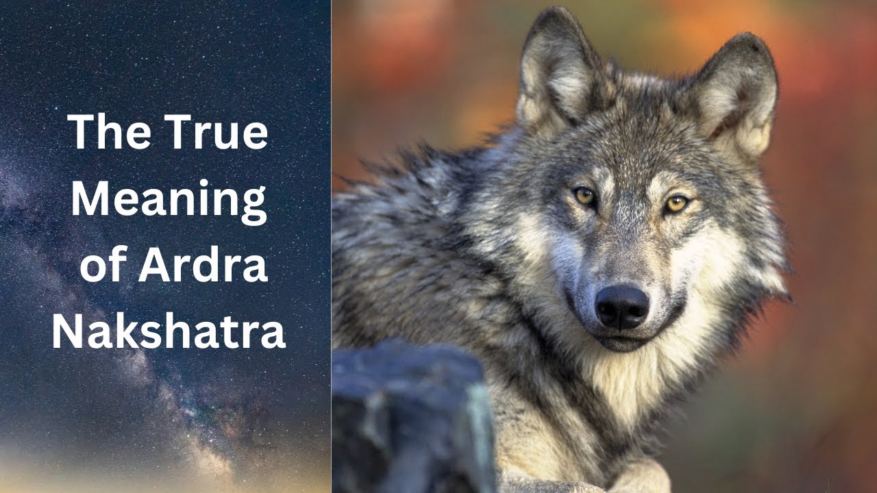 Ardra: Nakshatra Of Heartbreak And Sorrow- Vedic Sidereal Astrology