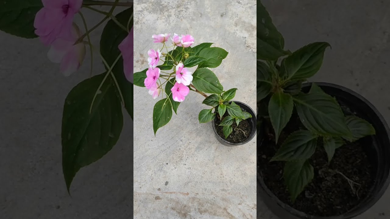 ചെടികൾക്ക്&zwnj; എളുപ്പത്തിൽ വേര്പിടിക്കാൻ #shorts #smdvlogger #gardeningmalayalam #gardenmalayalam #smd