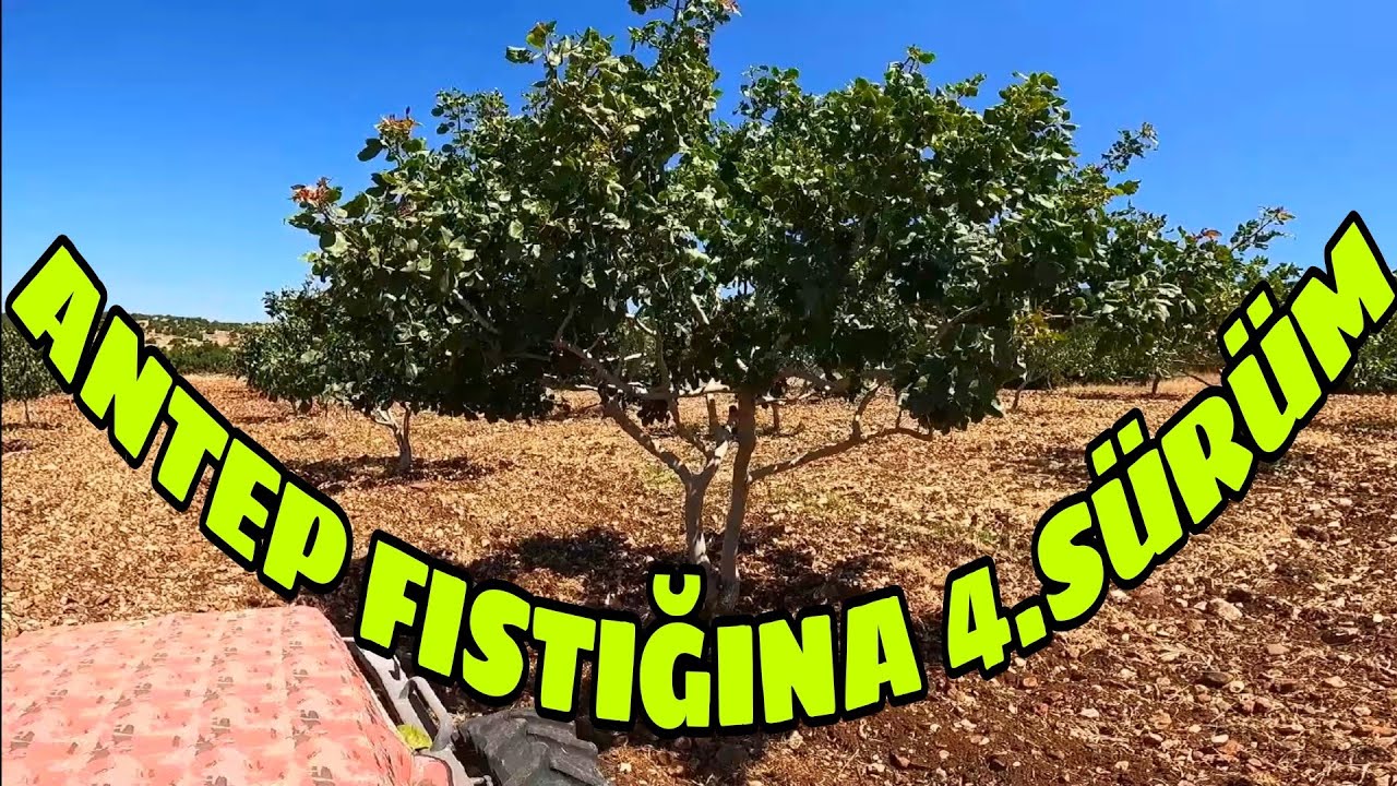 GERÇEK ÇİFTÇİLERİN BELLİ OLDUĞU DÖNEMDEYİZ... ANTEP FISTIĞINA 4.SÜRÜM...