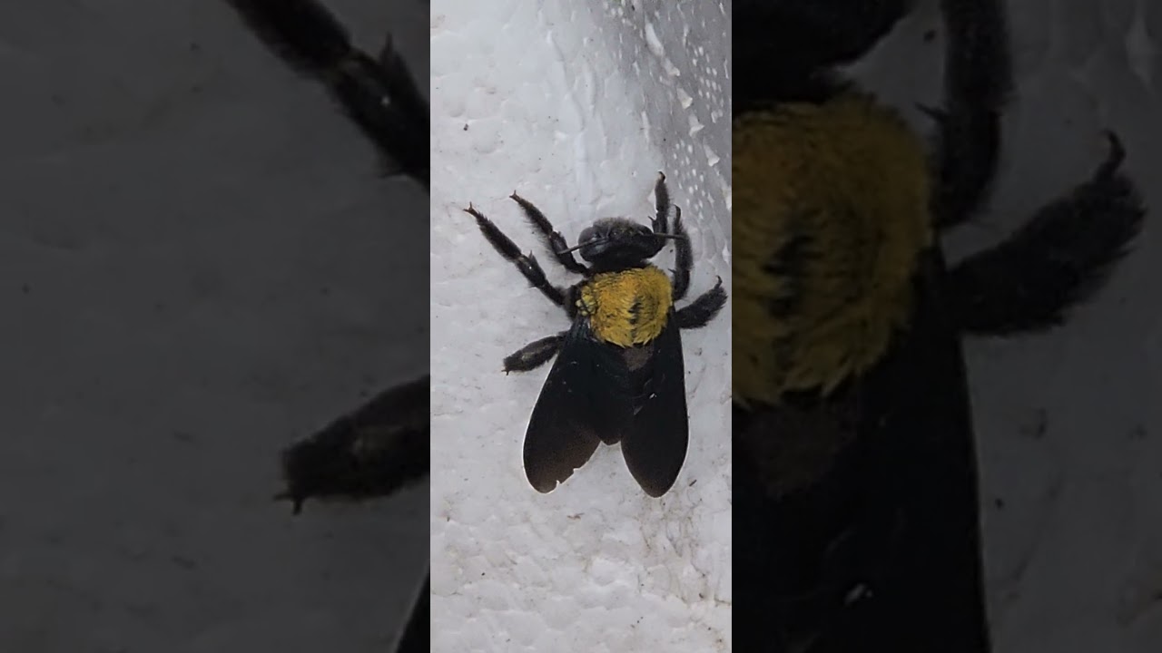 #Xylocopa