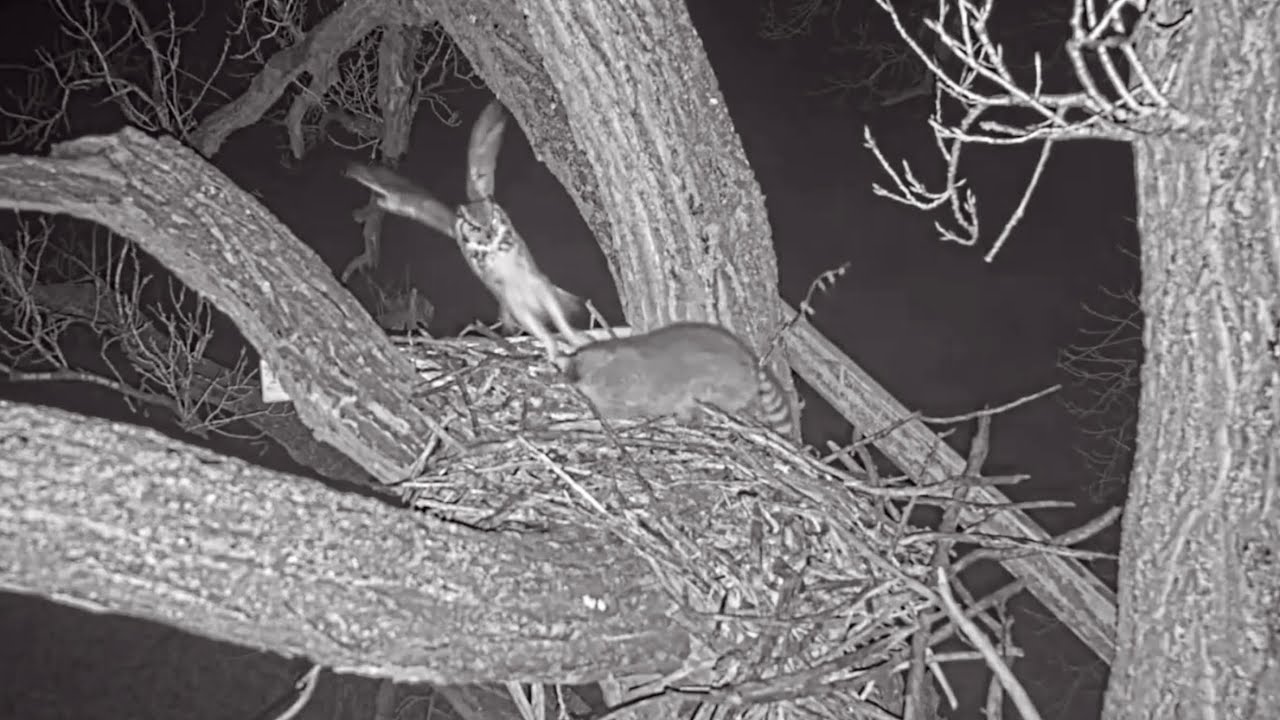 Bonnie & Clyde 11-26-25.  More Raccoon Visits; B&C's Strikes Continue; + Bonnie's Vocal Repertoire!