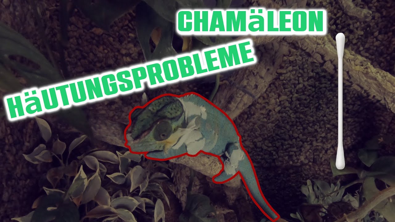 H&Auml;UTUNGSPROBLEME bei CHAM&Auml;LEONS was tun? | Cham&auml;leon Basics