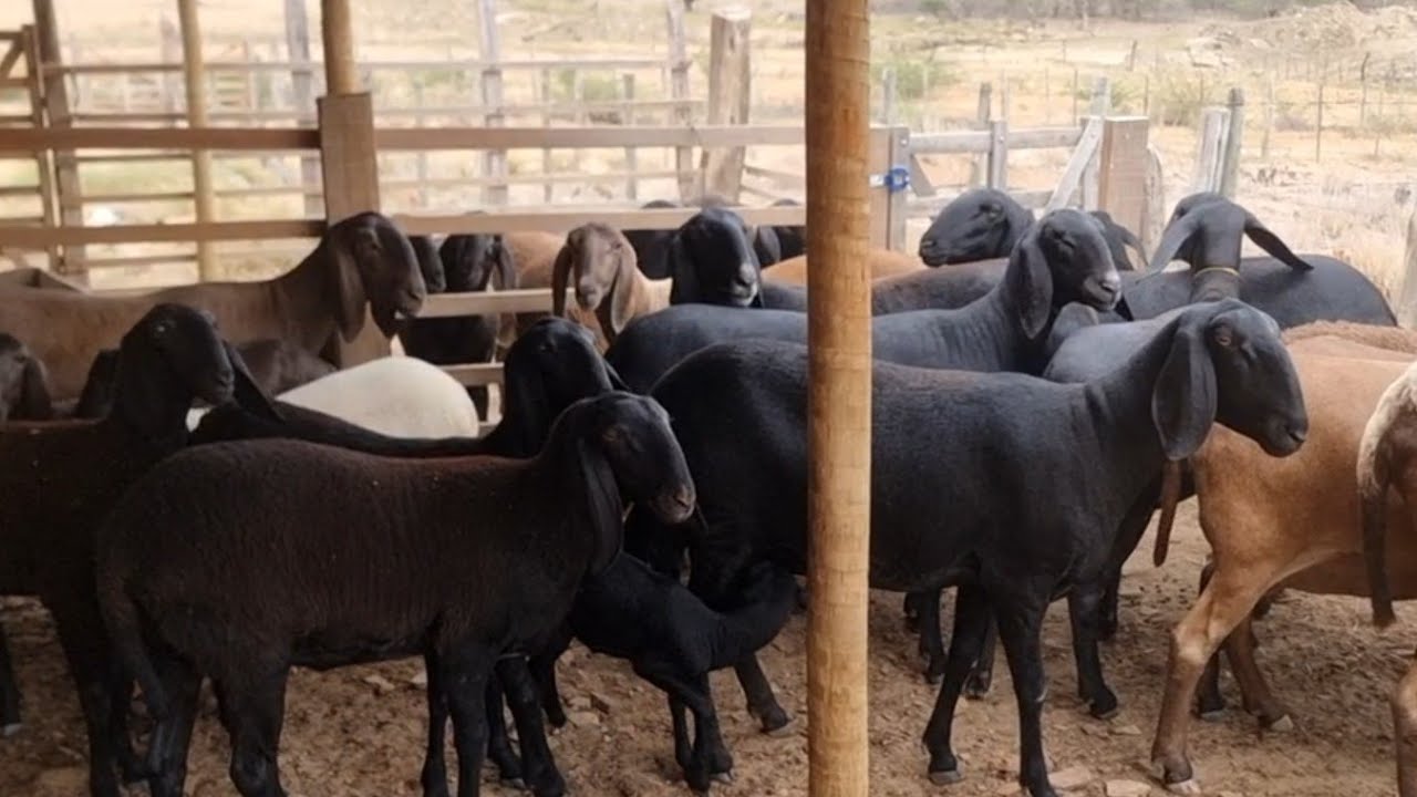FAZENDA CENTRAL OVINOCAPRINO O REI 👑  DO BERGANÊS (87)996456741