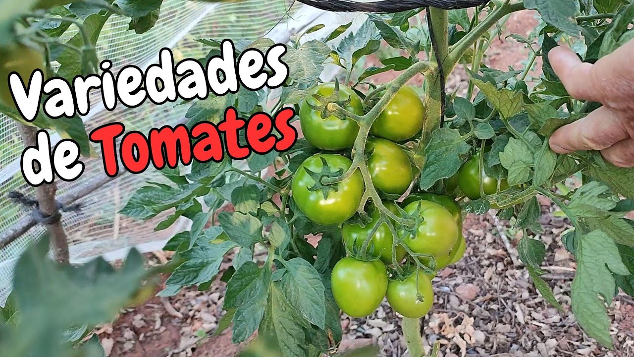 Nuestras variedades de Tomates y 3 consejos