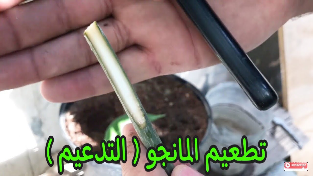 طريقة تطعيم المانجو Support Tree With Grafting 🌿🌱