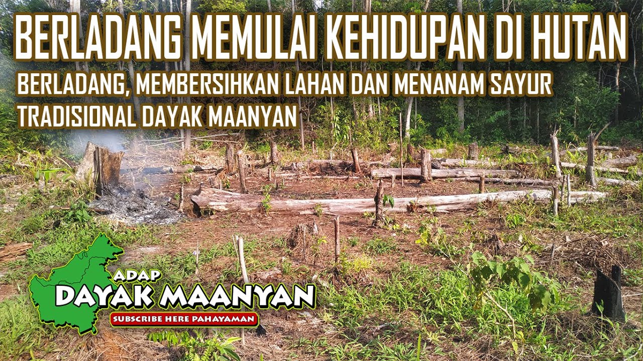 Kehidupan Suku Dayak, Berladang Buah dan Sayur di hutan pedalaman Kalimantan