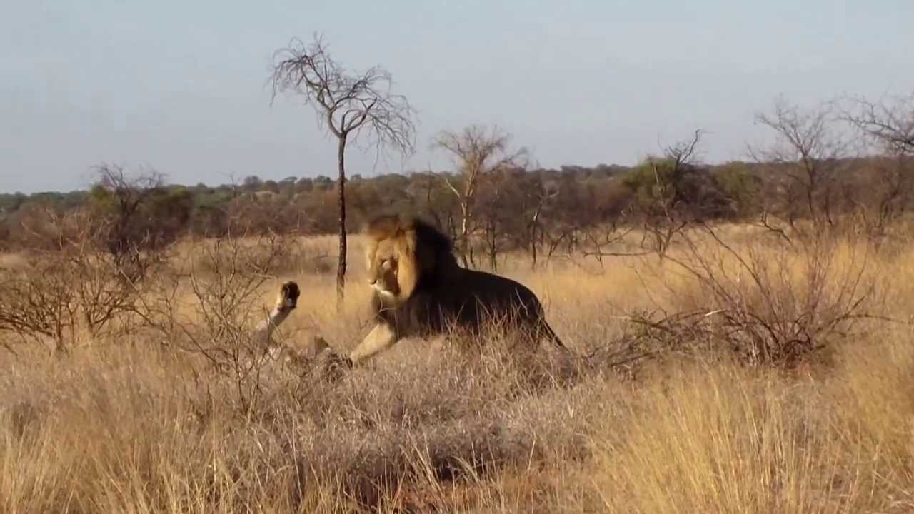 Male lion cuffs sub adult