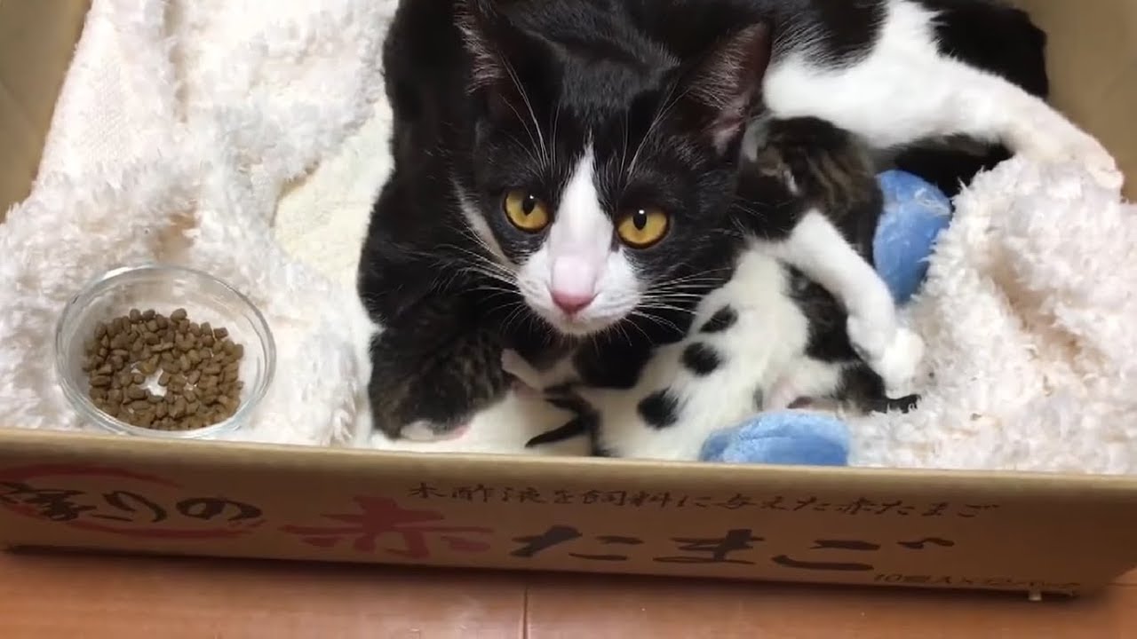 無事に出産！ひまわりが5匹の子猫のお母さんに！！