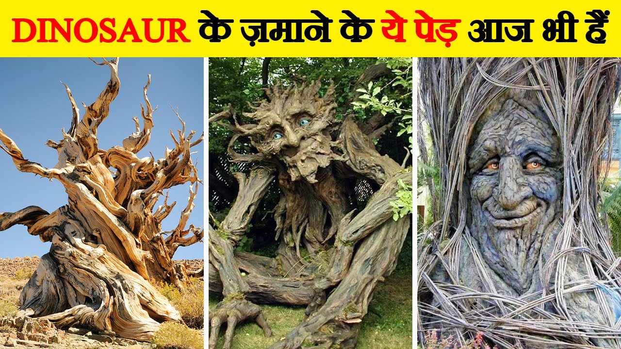 दुनिया के सबसे पुराने पेड़ | Ten Oldest Trees on Earth