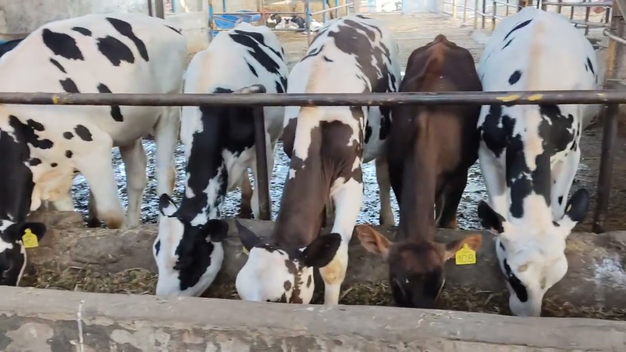 सिलेक्टेड, superior quality, udder attchment, female calfs, focus only breeding, karnal haryana 