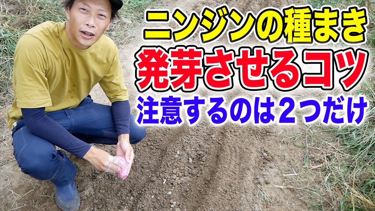 ニンジンの種まきの注意点　絶対発芽させるポイント　おすすめ品種も