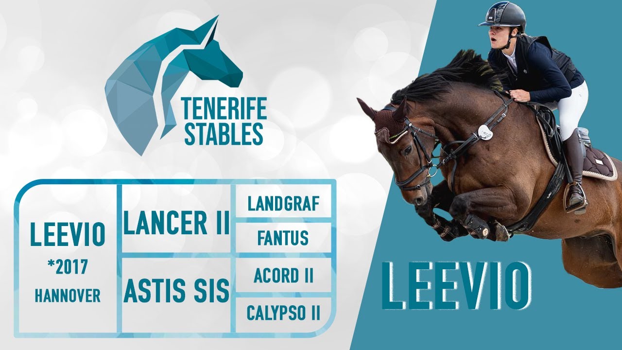 Leevio, 2017 Hannover gelding Lancer II x Acord, experience 1.30m