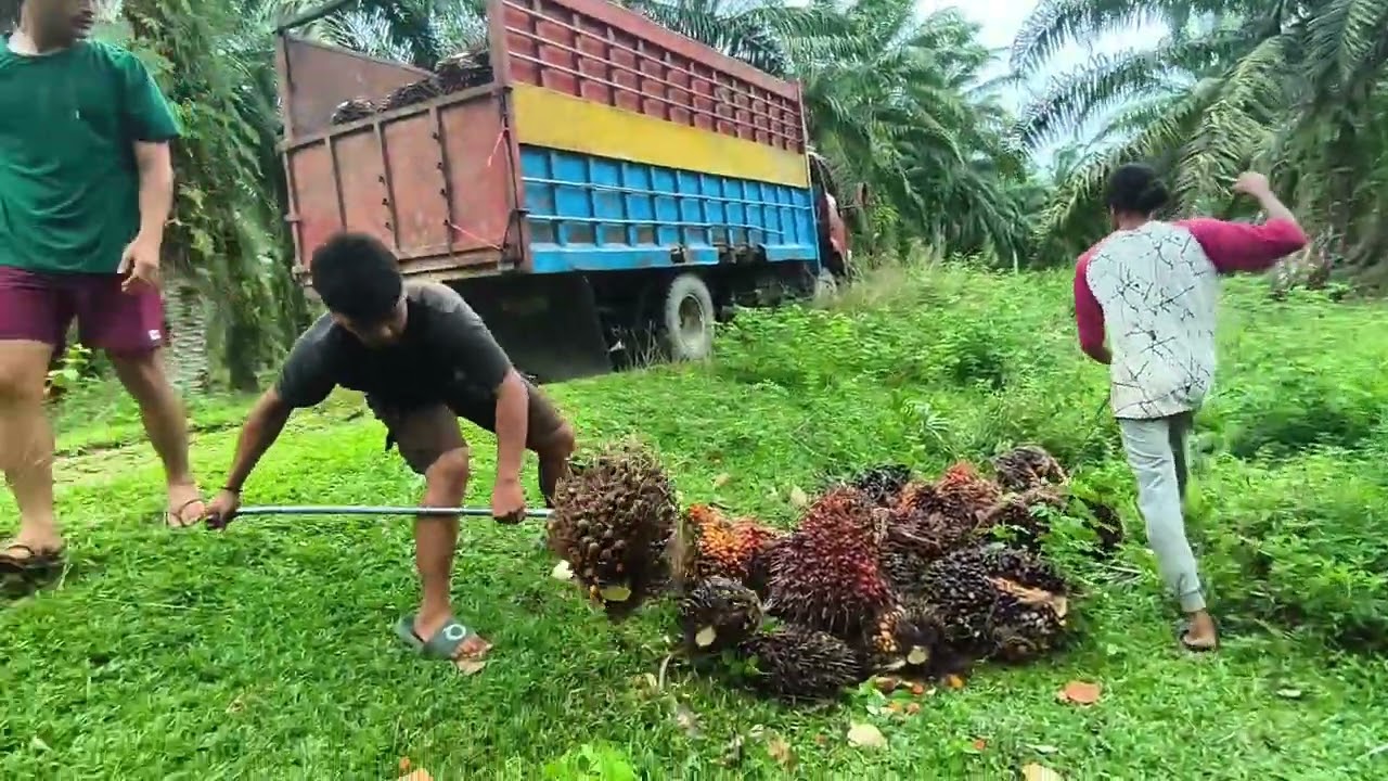 Harvesting and loading palm fruit, hit by strong winds and drenched by rain#palm#palmfruit#palmoil
