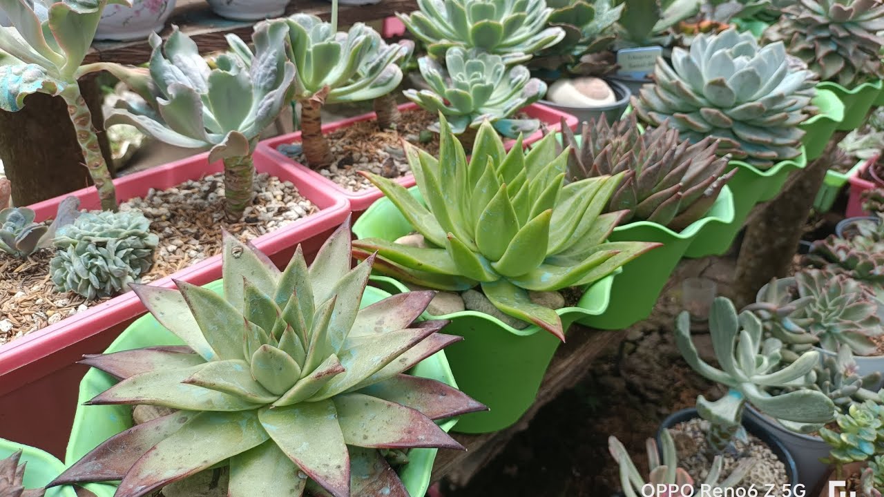 Agavoides Update & other Succulents  || Requested by one of our Avid Viewers❤️