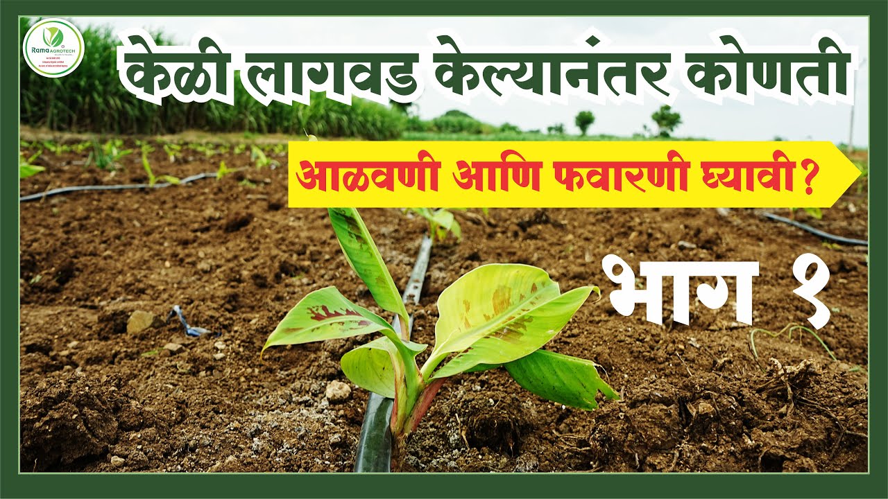 केळी लागवड केल्यानंतर कोणती आळवणी आणि फवारणी घ्यावी? भाग १ | Rama Agrotech