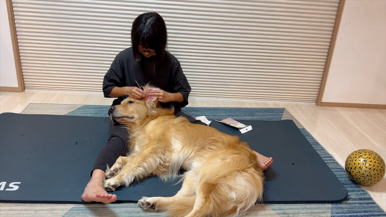 ママの膝枕でする耳かきが気持ち良過ぎて、何度も悶絶してるゴールデンレトリバー