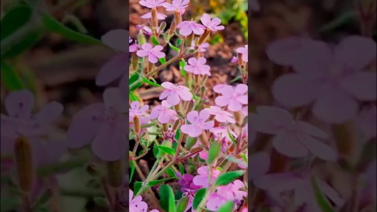 Мыльнянка  Sapon&aacute;ria officin&aacute;lis