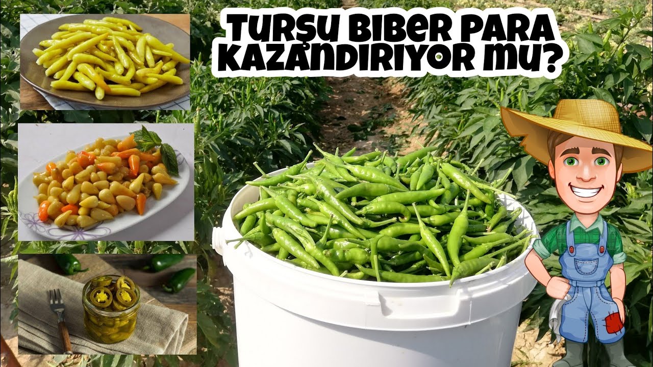 Turşuluk biber topluyoruz. Biber fidelerine neler uyguladık açıklamada.