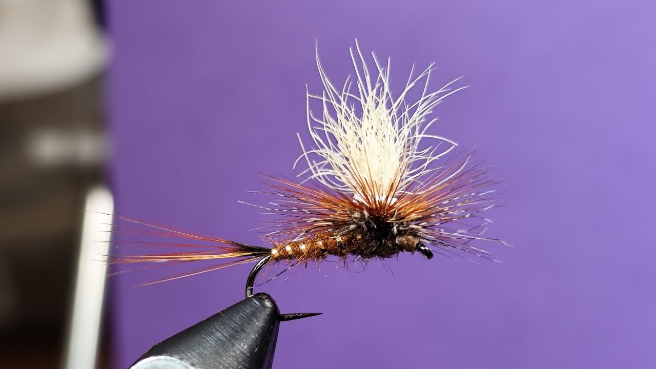 Ecdyonuride con montaggio Rosorani.