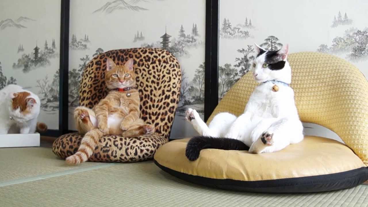 130923 座椅子　Cat sitting on chair