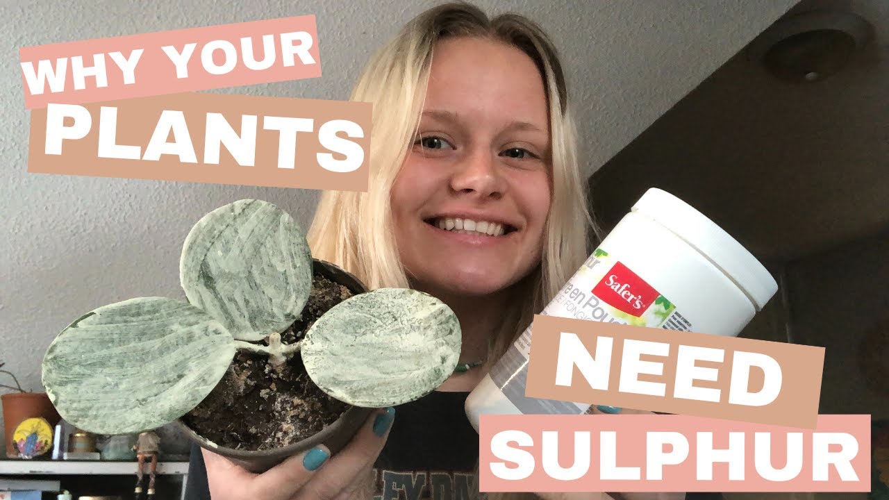 Why Your Houseplants Need Sulphur | Using Sulphur to Treat Flat Mites & Initiate Growth