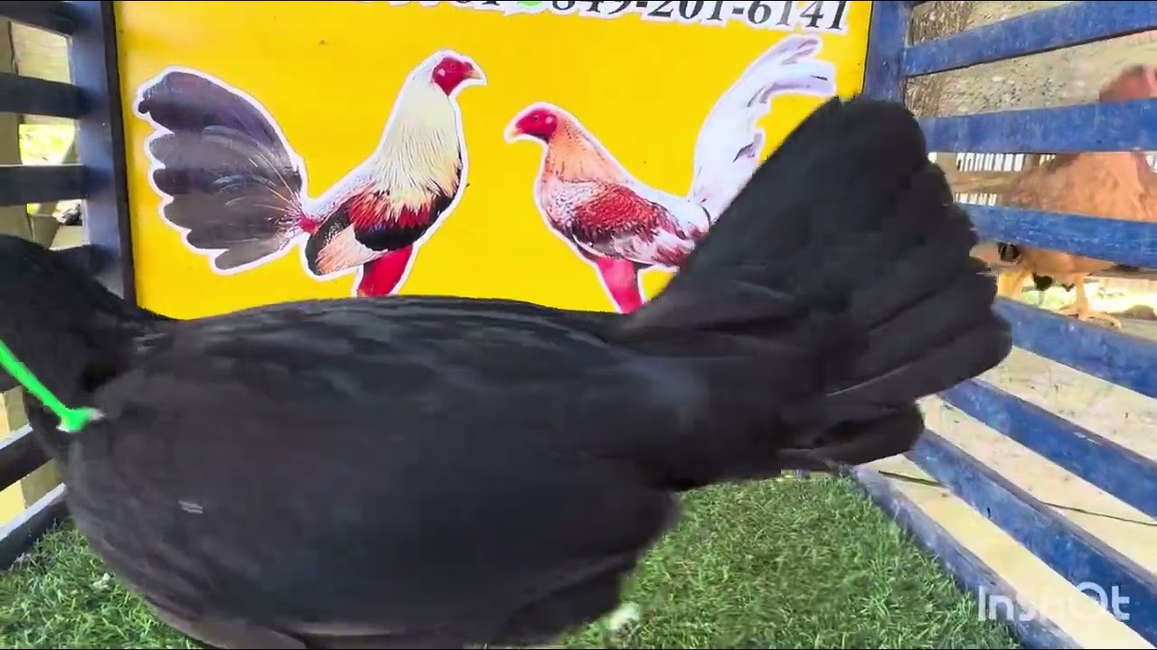 2da parte año nuevo,encaste nuevo 200 US c/u 829-285-4325