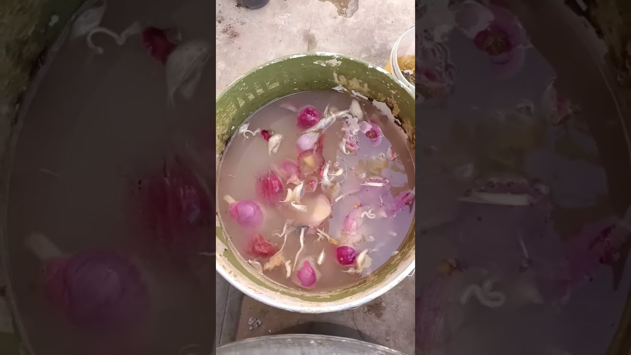 ప్రతి వారం మా మొక్కలకు లిక్విడ్ ఫర్టిలైజర్‌ ఏదో ఒక రూపంలో ఇలా ఇస్తుంటాను 