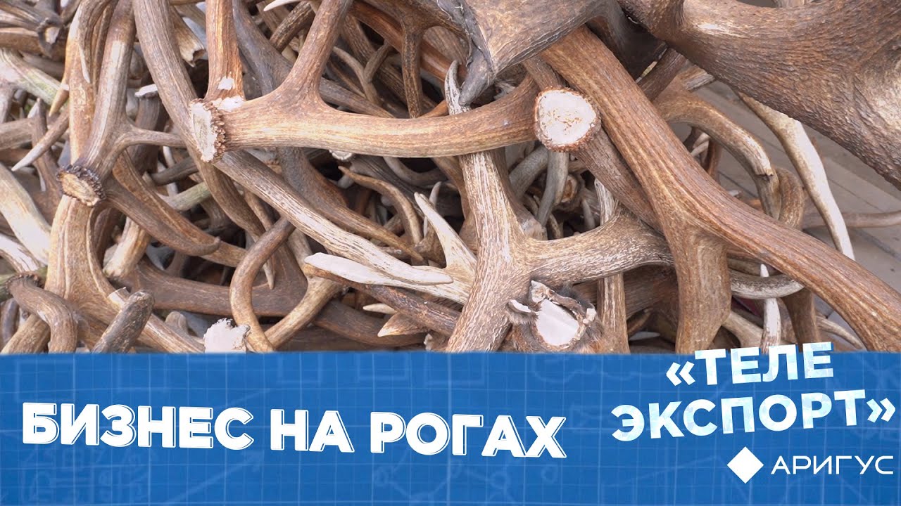 Телеэкспорт | Бизнес на рогах