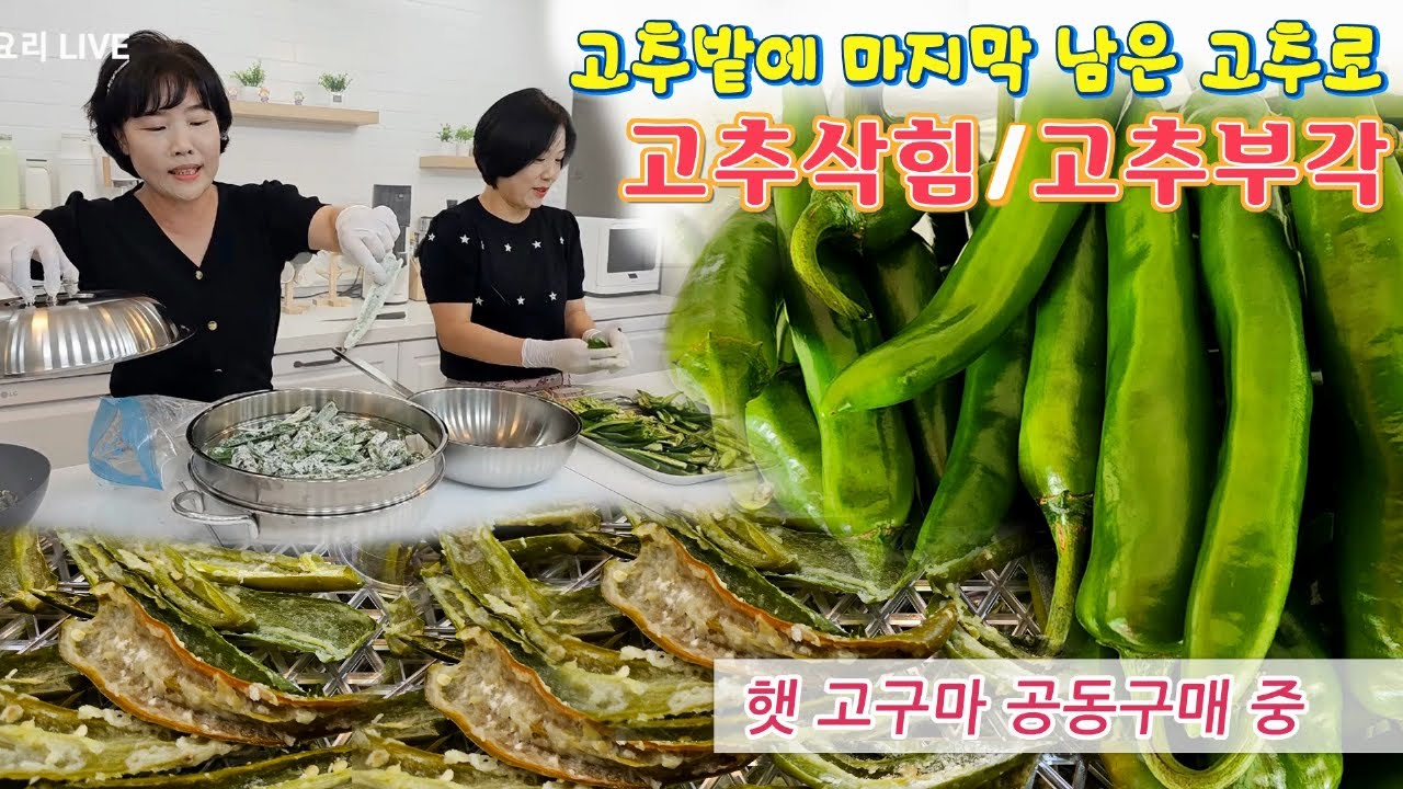 🔴 고추부각에 설탕도 넣으시나요!! 끝물 고추로 밑반찬 고추삭힘과 고추부각 만드는 방법